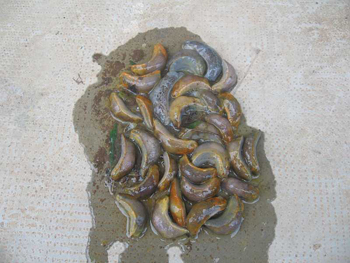 nacktschnecken