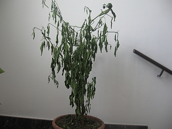 Tondo calabrese